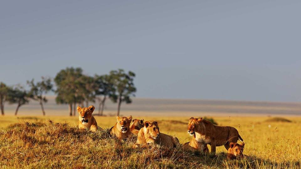 National Parks And Game Reserves In Kenya Kwezi Safaris
